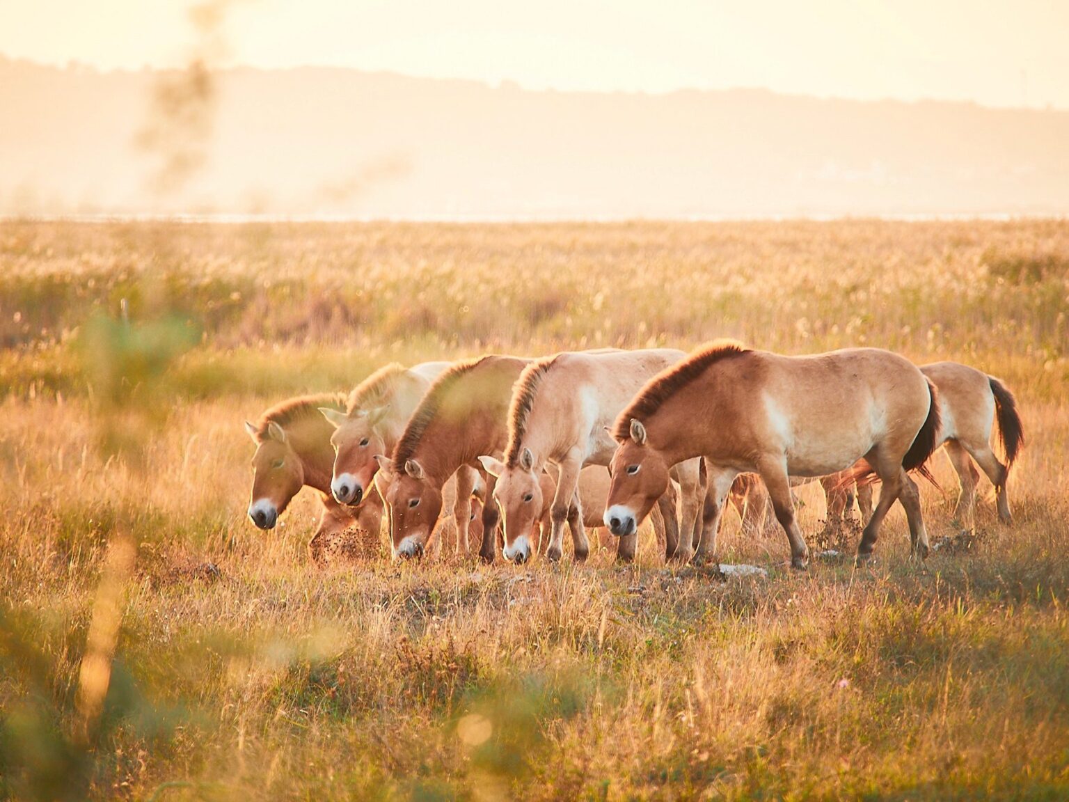 Przewalski-Pferde im Nationalpark Neusiedler See – Seewinkel. © Burgenland Tourismus / Peter Podpera