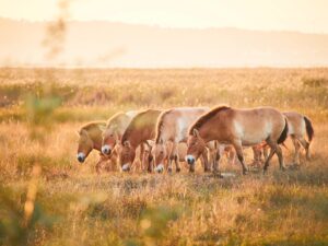 Burgenland: Weltreise ohne Langstrecke Przewalski-Pferde im Nationalpark Neusiedler See – Seewinkel. © Burgenland Tourismus / Peter Podpera